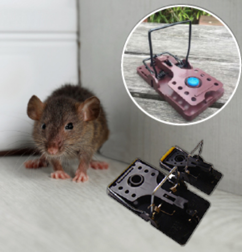 Web page banners for pelsis.dk 18179471033 150x150_rat traps